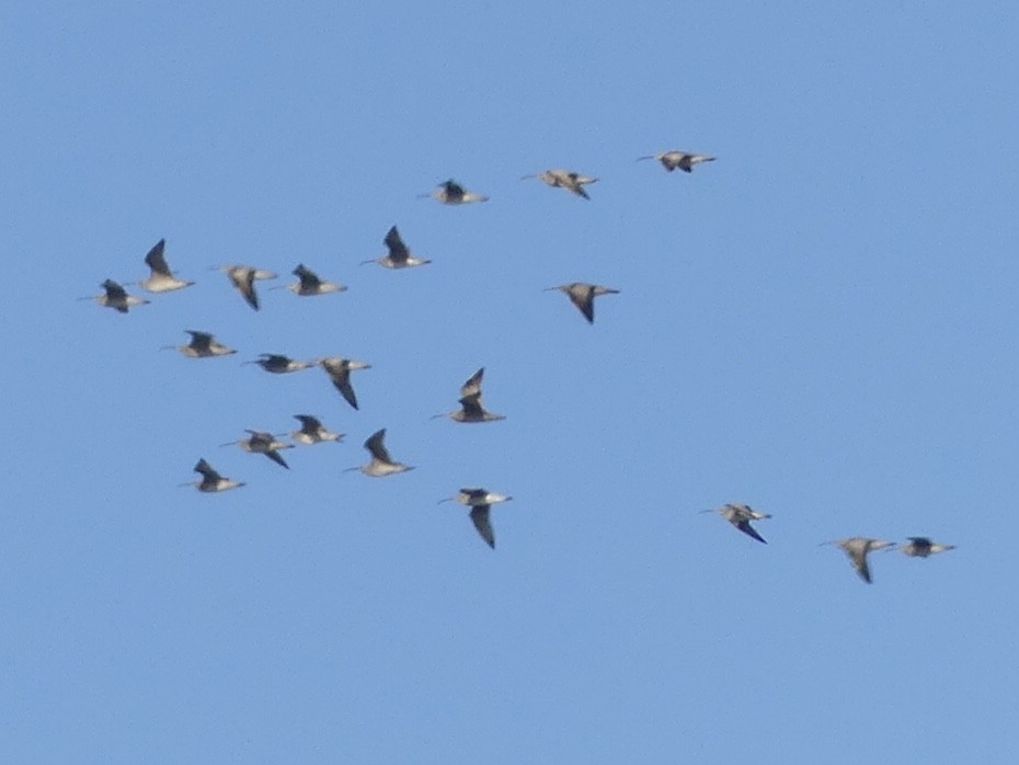 Whimbrel - Eric Plage