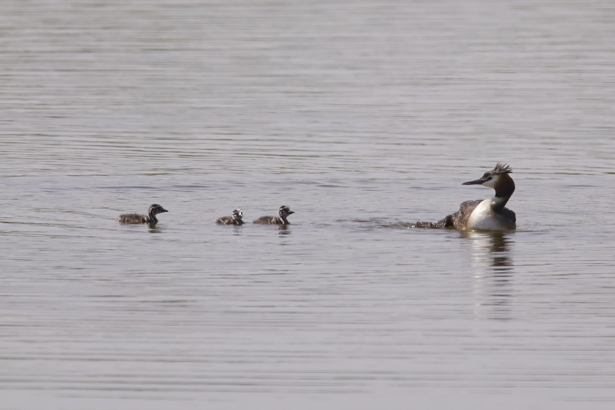 Great Crested Grebe - Niall Bell