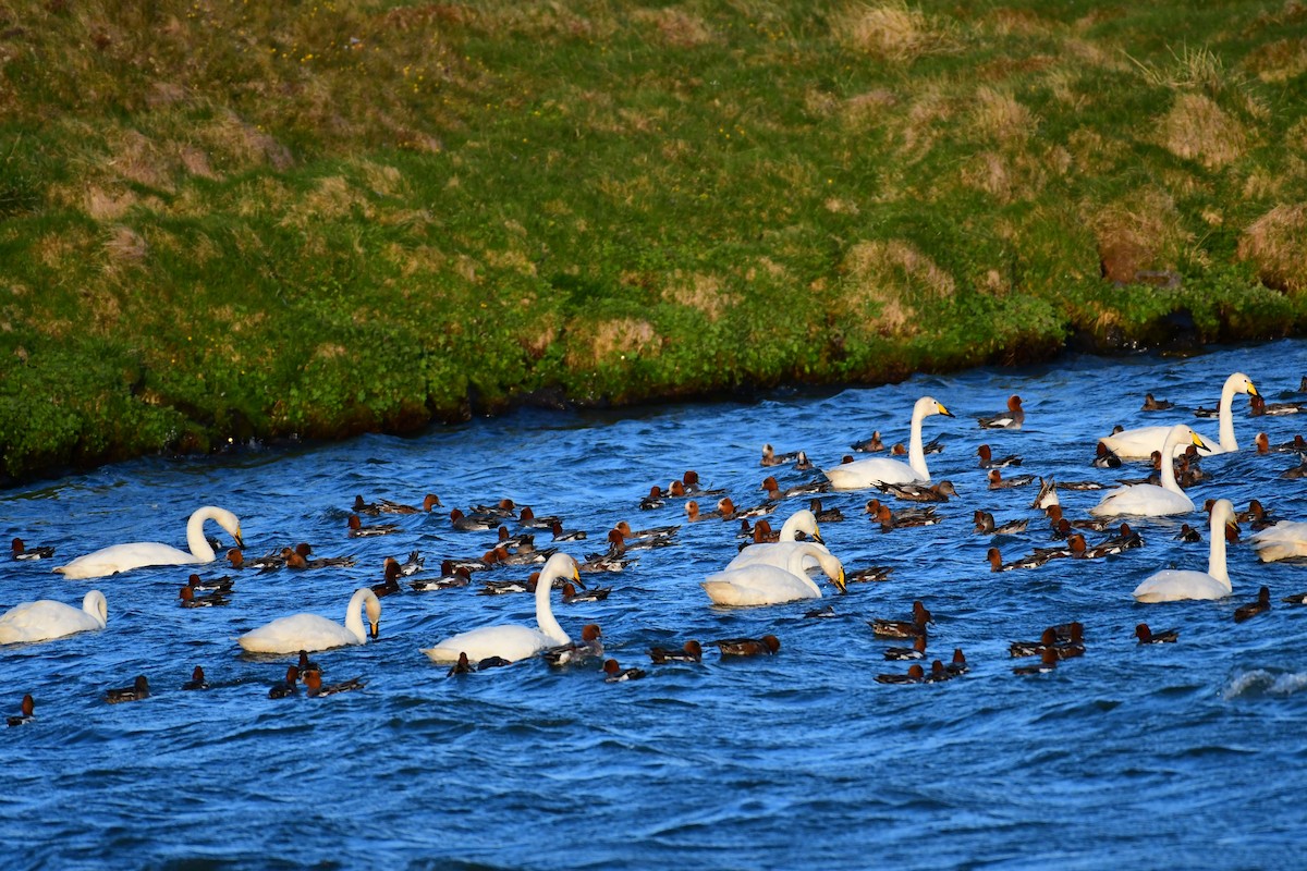 Gadwall - ML618840247