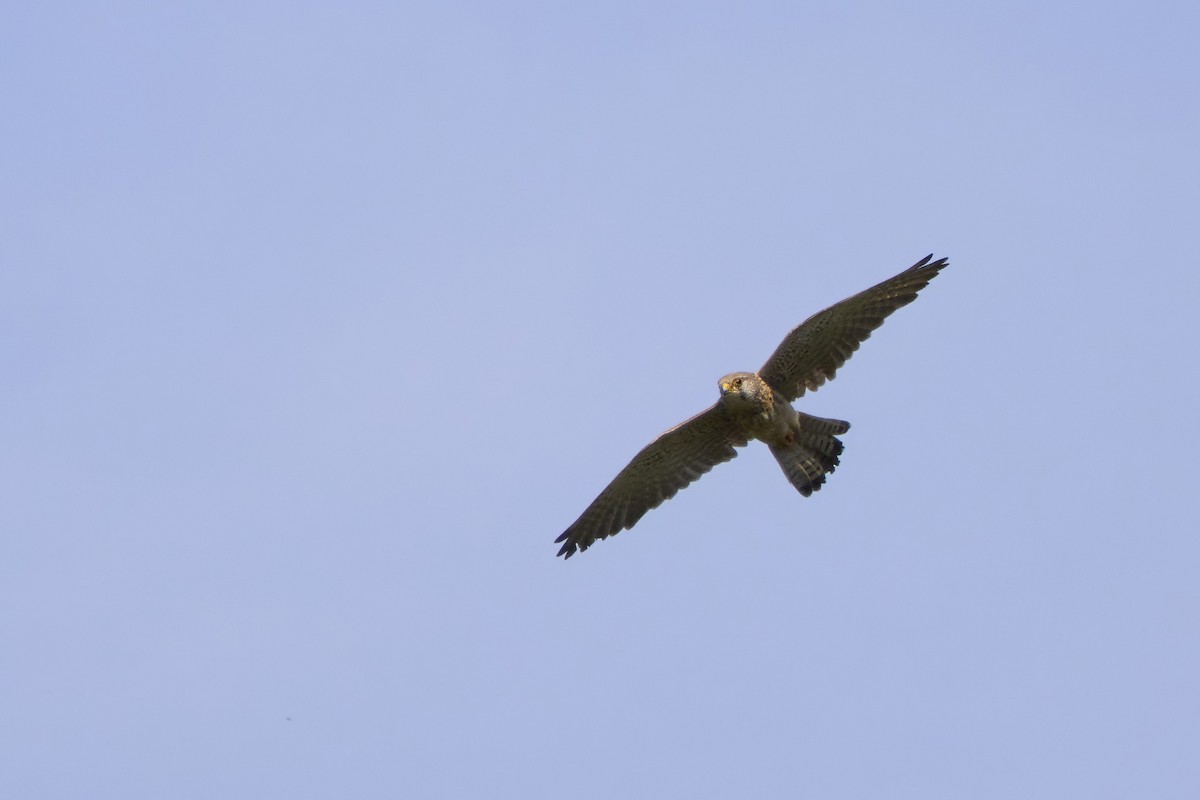 Eurasian Kestrel - Niall Bell