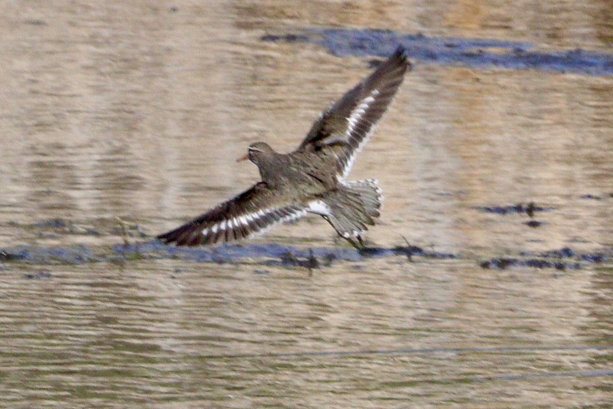 Spotted Sandpiper - Jay & Judy Anderson
