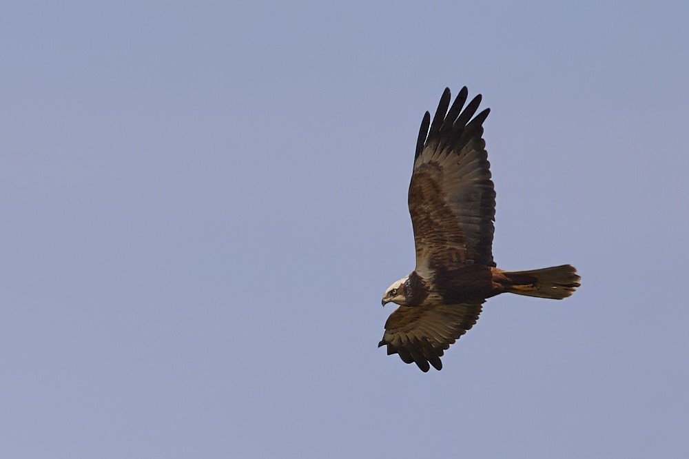 Western Marsh Harrier - Niall Bell