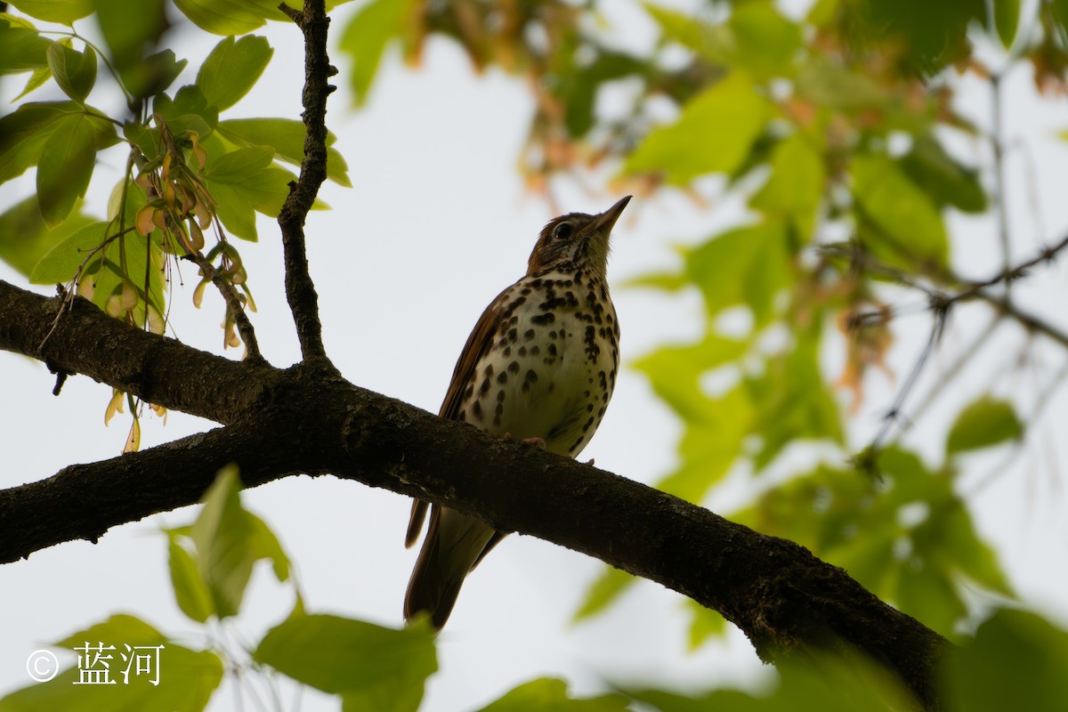 Wood Thrush - ML618840274
