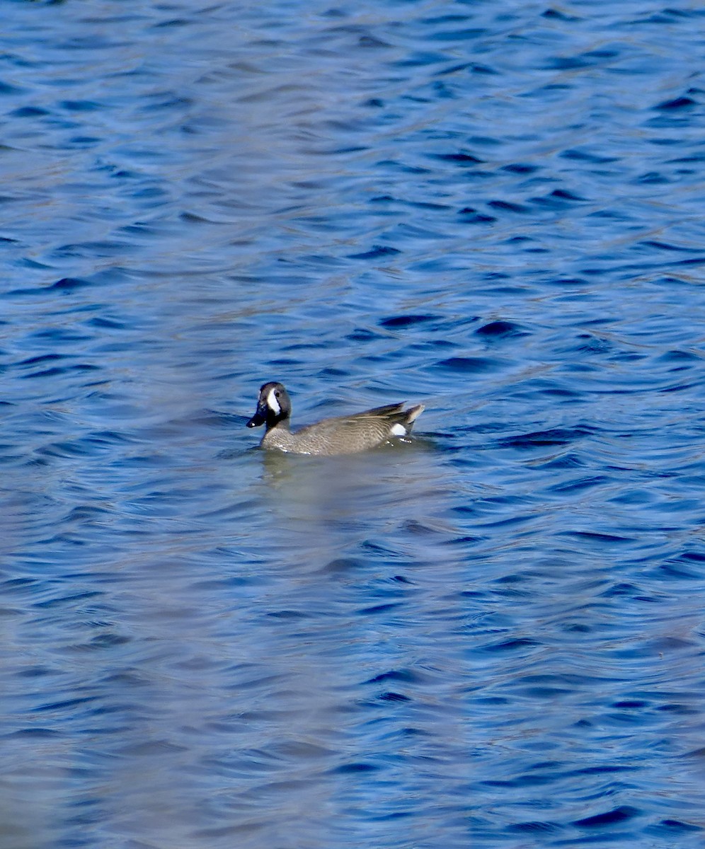 Blue-winged Teal - Jim St Laurent