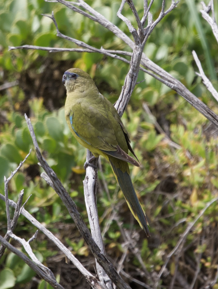 Rock Parrot - Yvonne van Netten