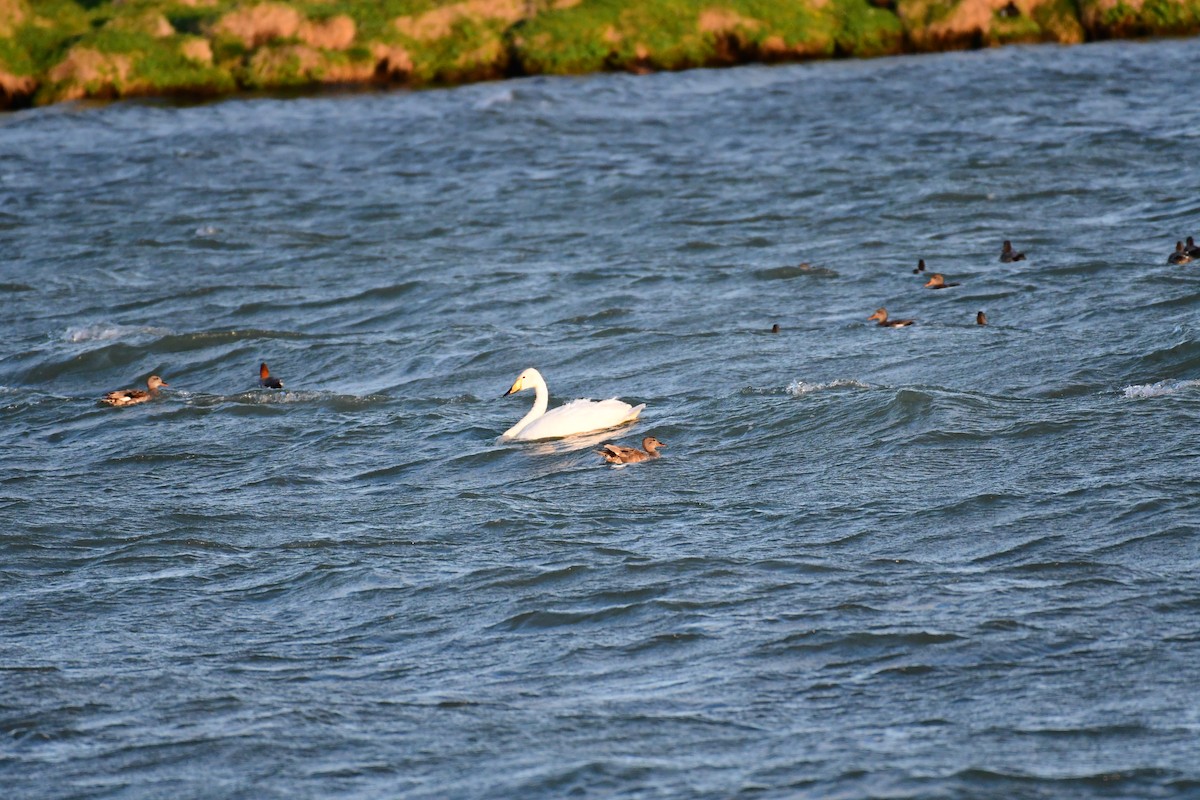 Gadwall - ML618840293