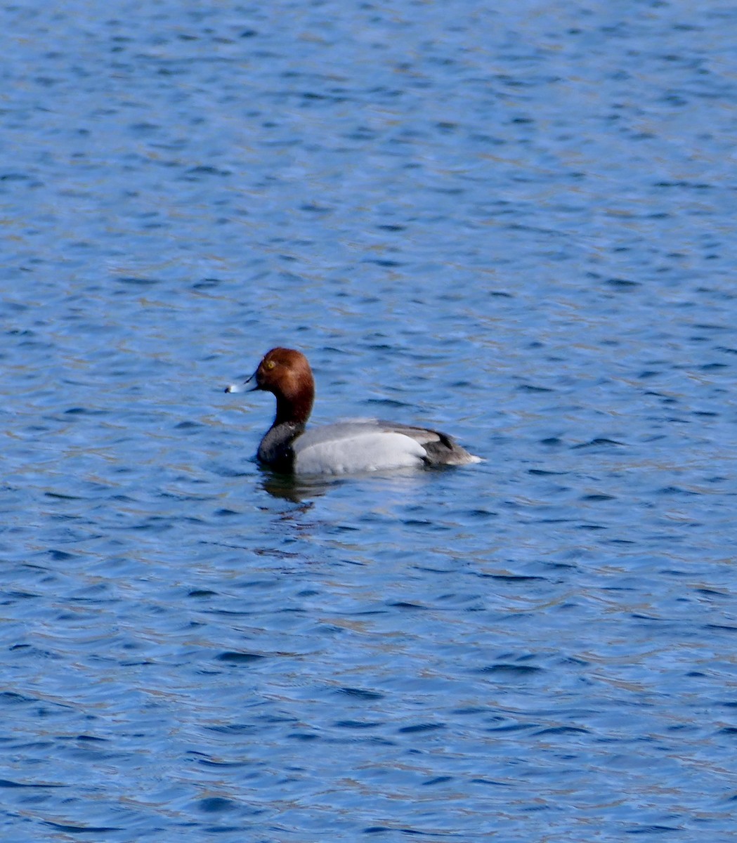 Redhead - Jim St Laurent