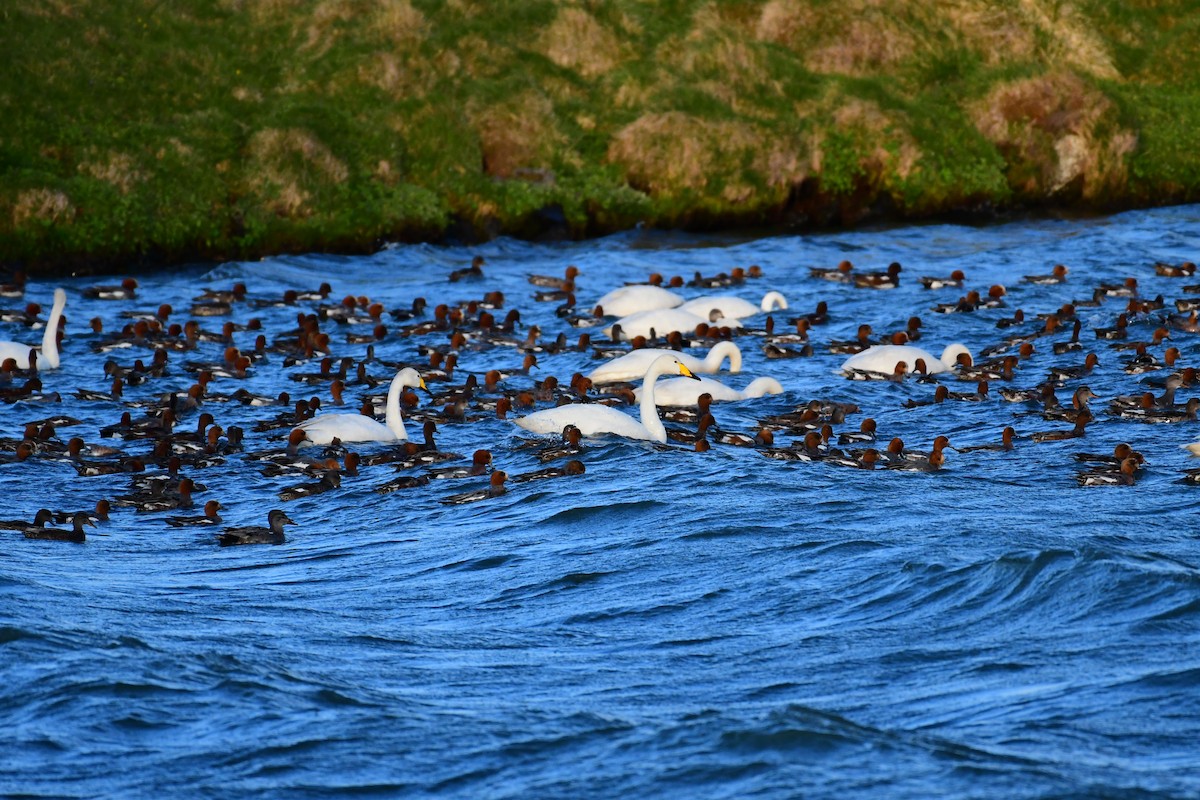 Gadwall - Alison Daly