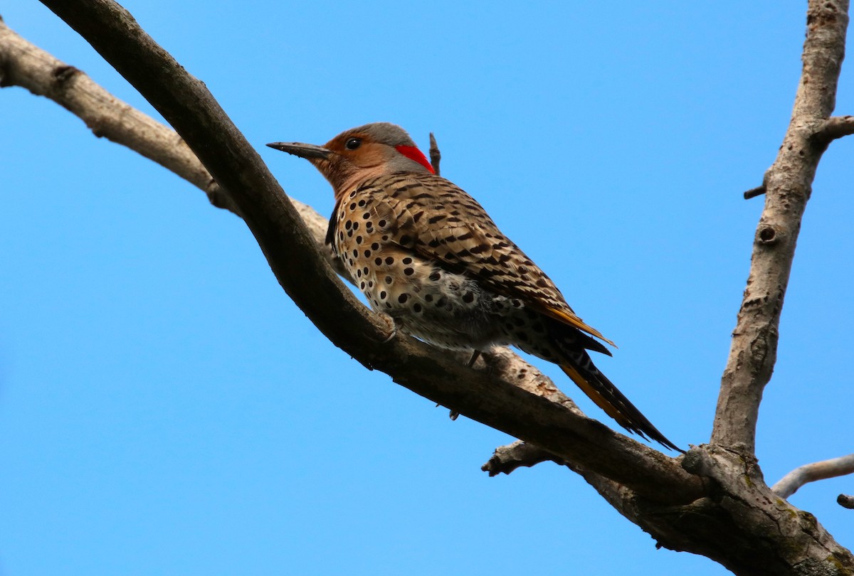 Northern Flicker - Joli Reising