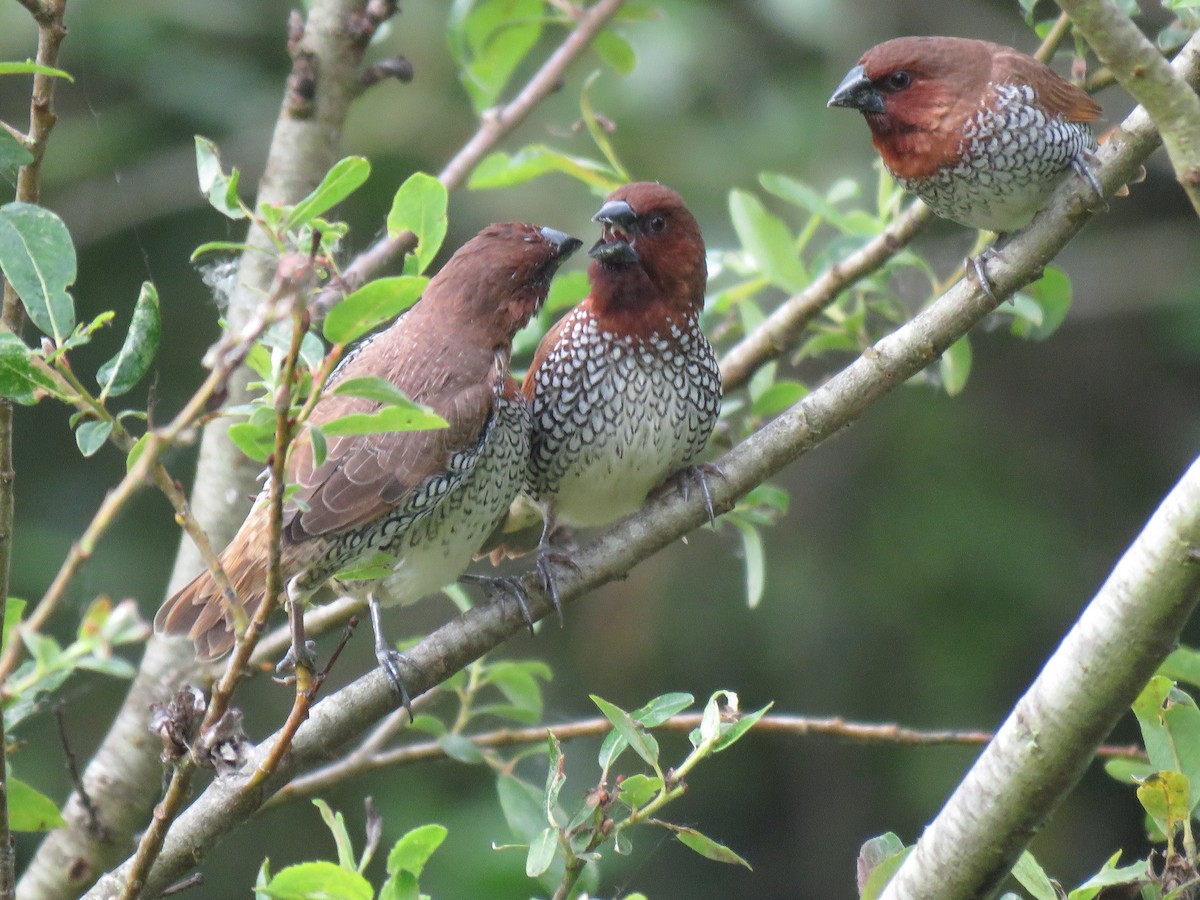 Scaly-breasted Munia - Gary Dial