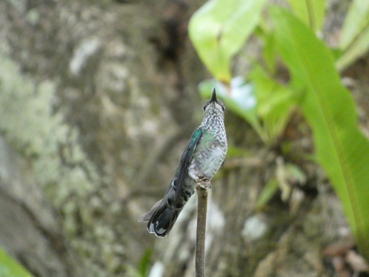 White-necked Jacobin - ML618840305