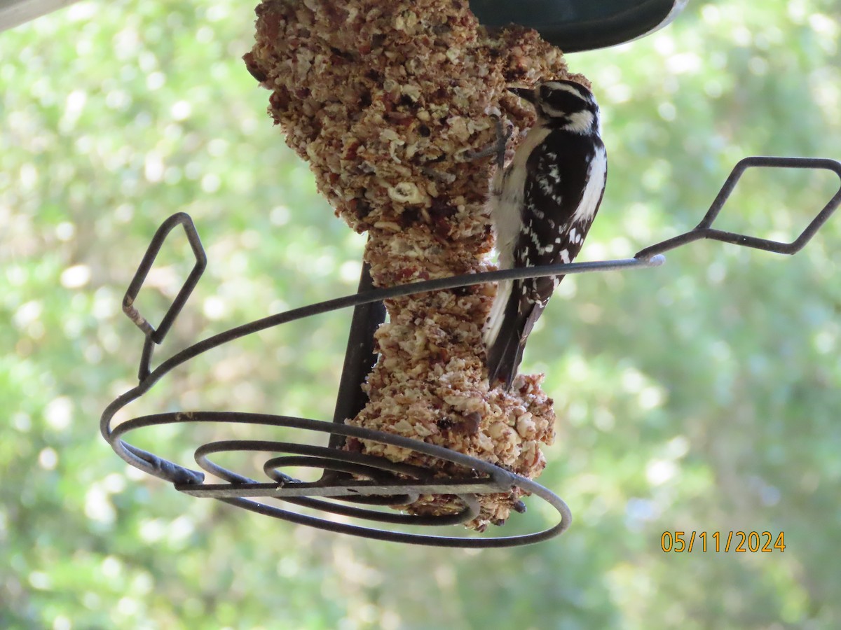 Downy Woodpecker - Susan Leake