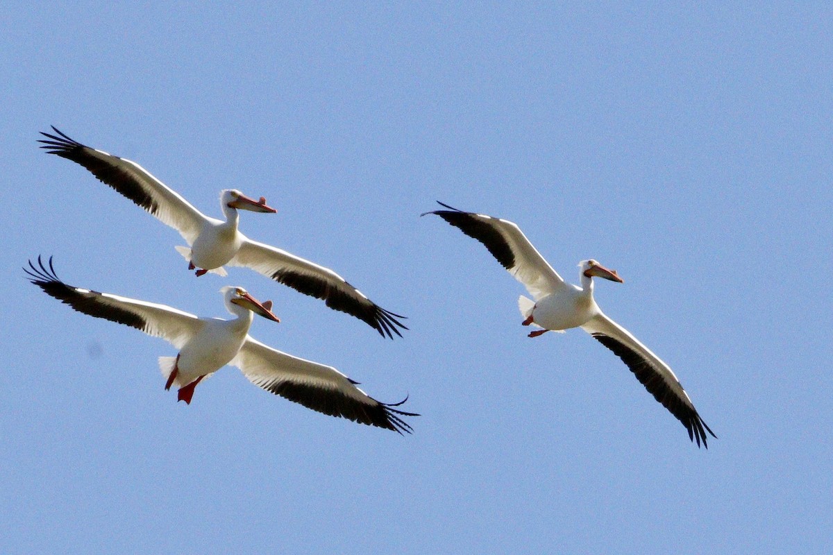 American White Pelican - Jay & Judy Anderson