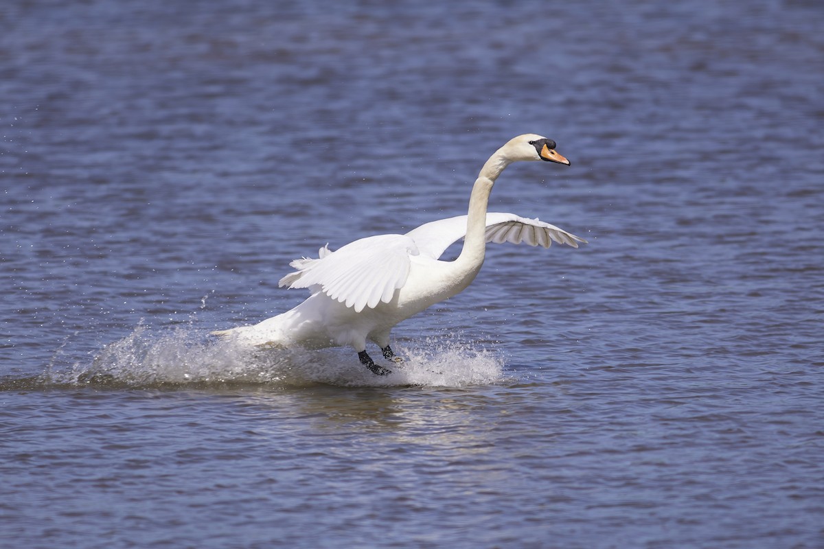 Mute Swan - Niall Bell