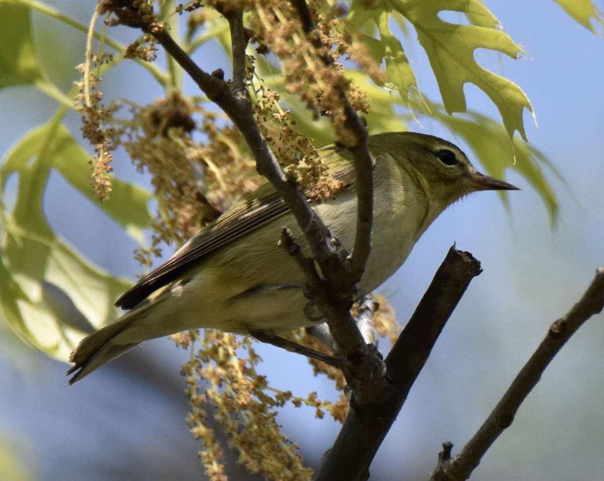 Tennessee Warbler - Juniper F