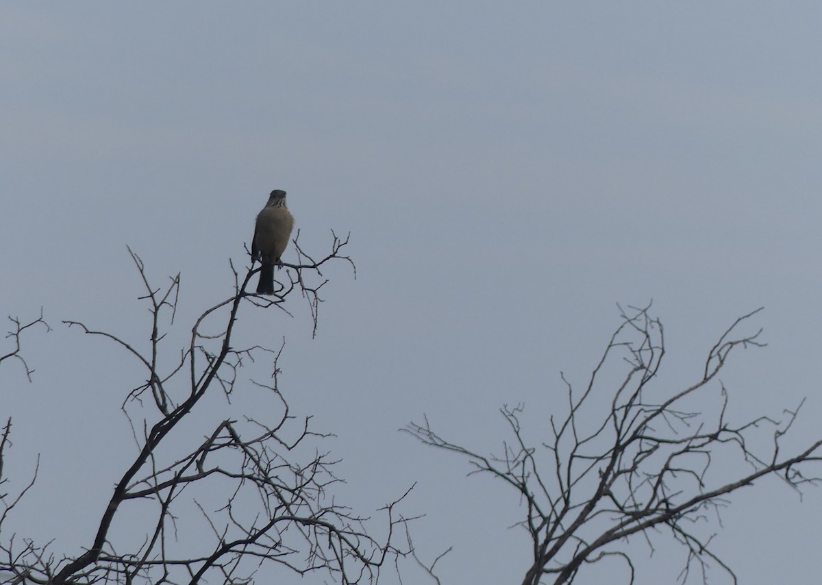 Great Shrike-Tyrant - ML618840323