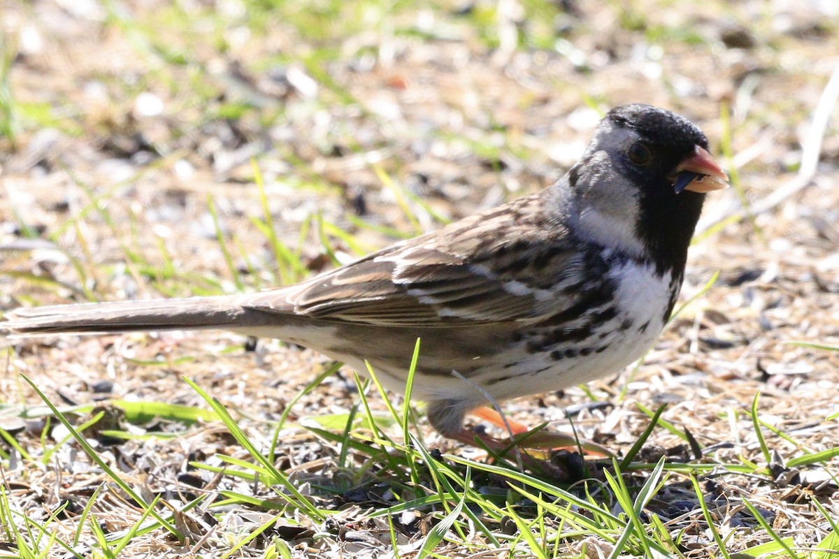 Harris's Sparrow - Jay & Judy Anderson