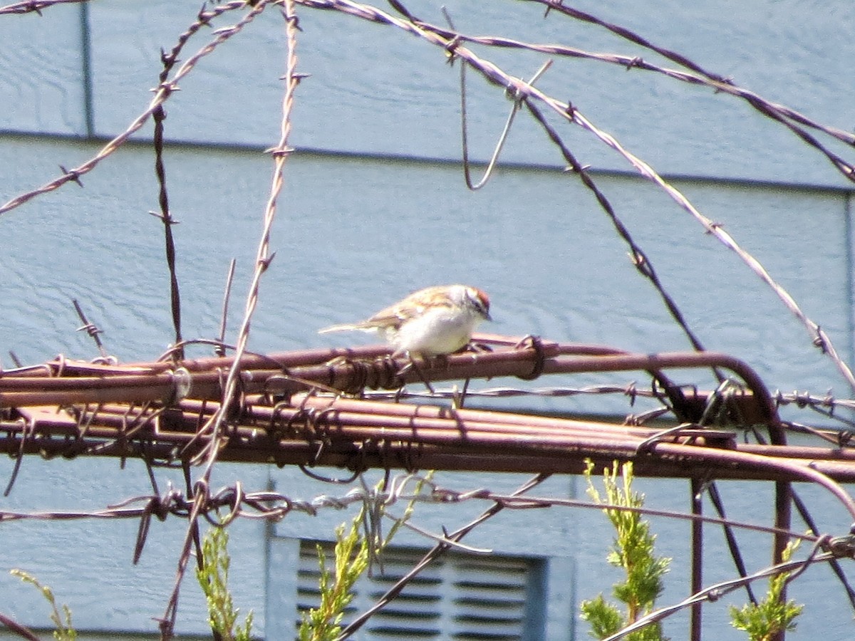 Chipping Sparrow - Susan McAdams