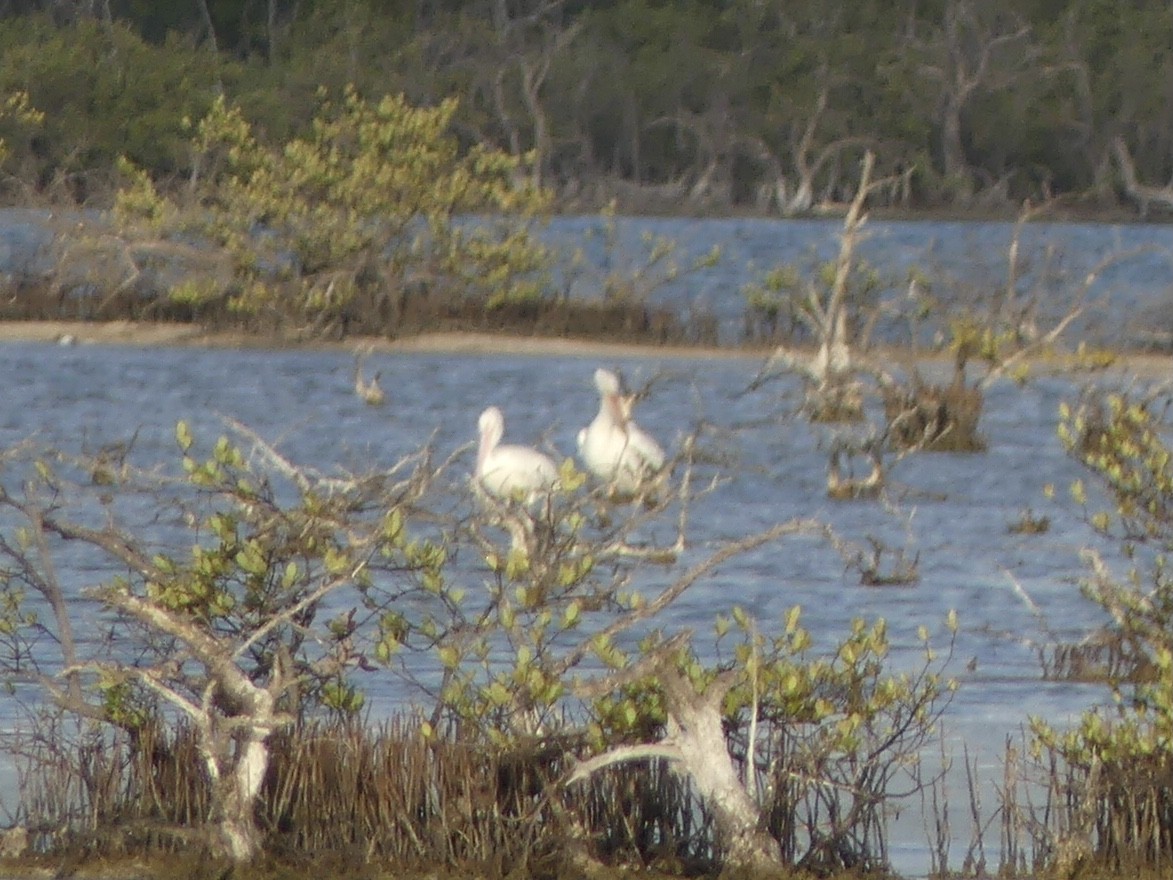 American White Pelican - Eric Plage