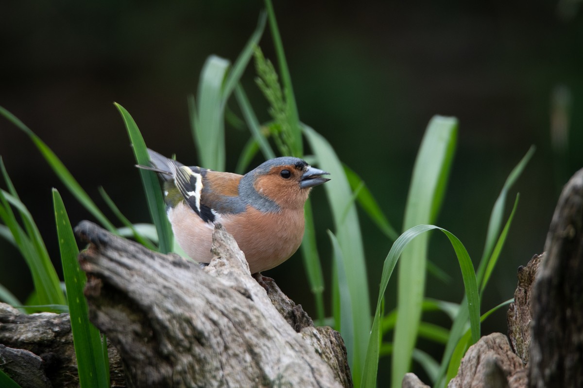 Common Chaffinch - Guido Van den Troost