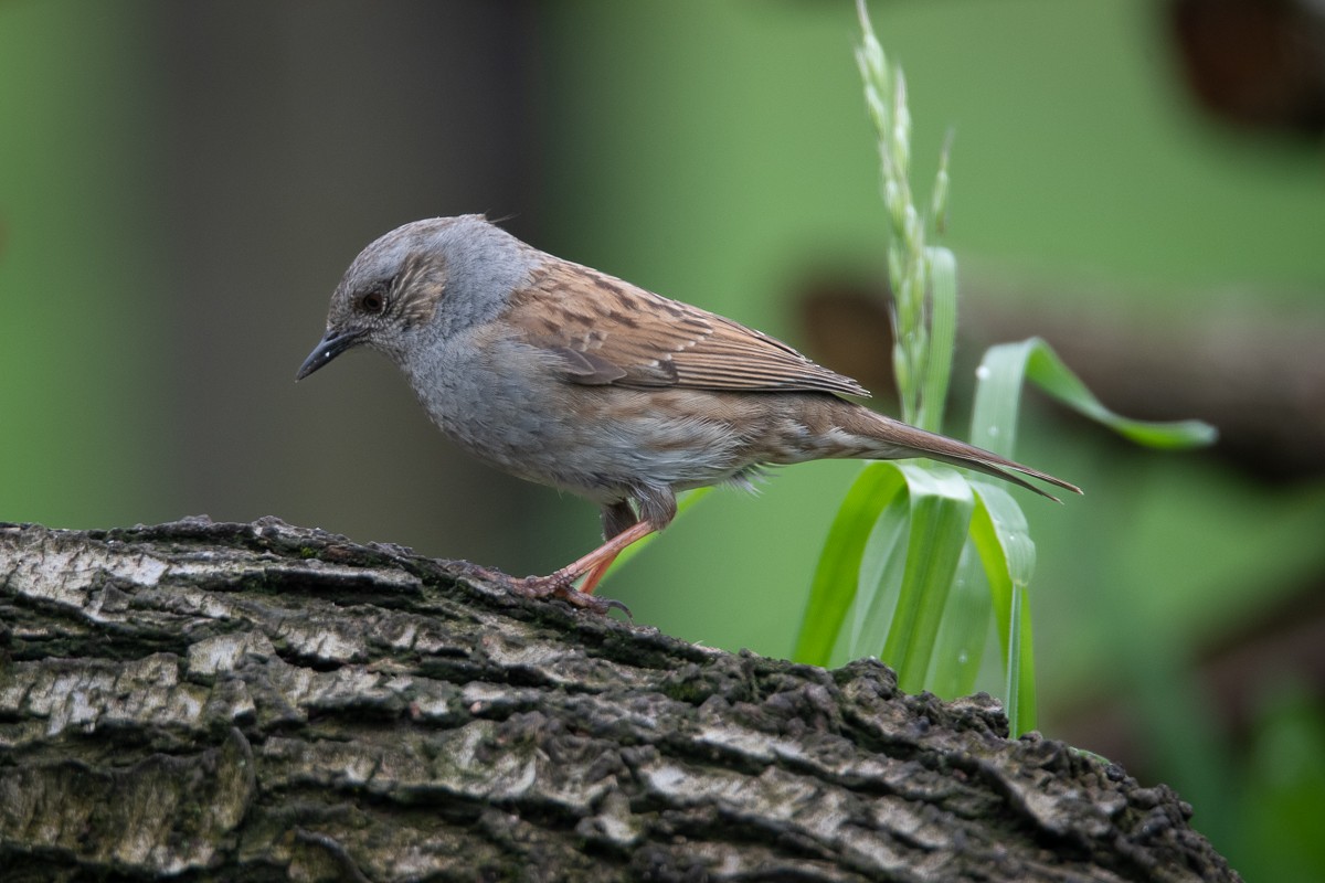 Dunnock - Guido Van den Troost