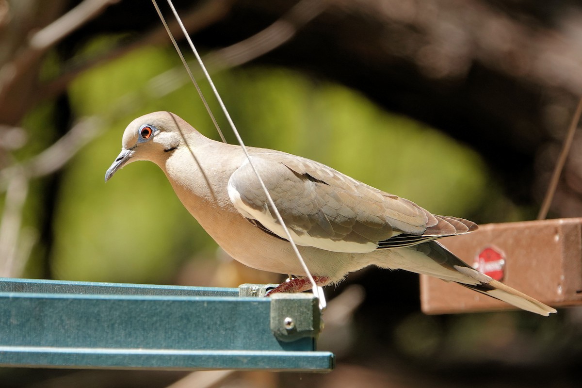 White-winged Dove - ML618840346