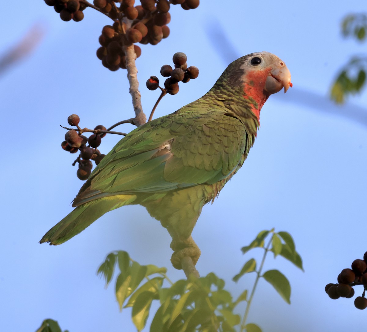 Cuban Parrot - Cheryl Rosenfeld