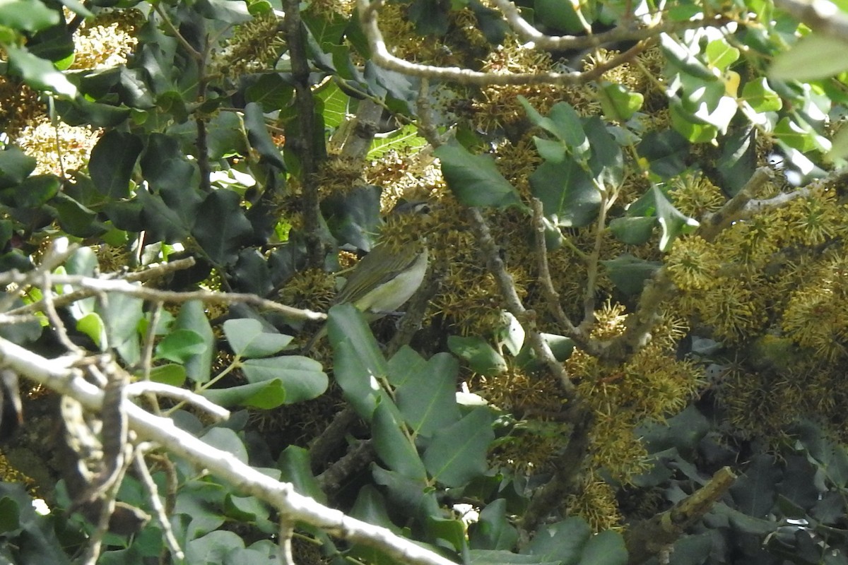 Red-eyed Vireo - Luca Bonomelli