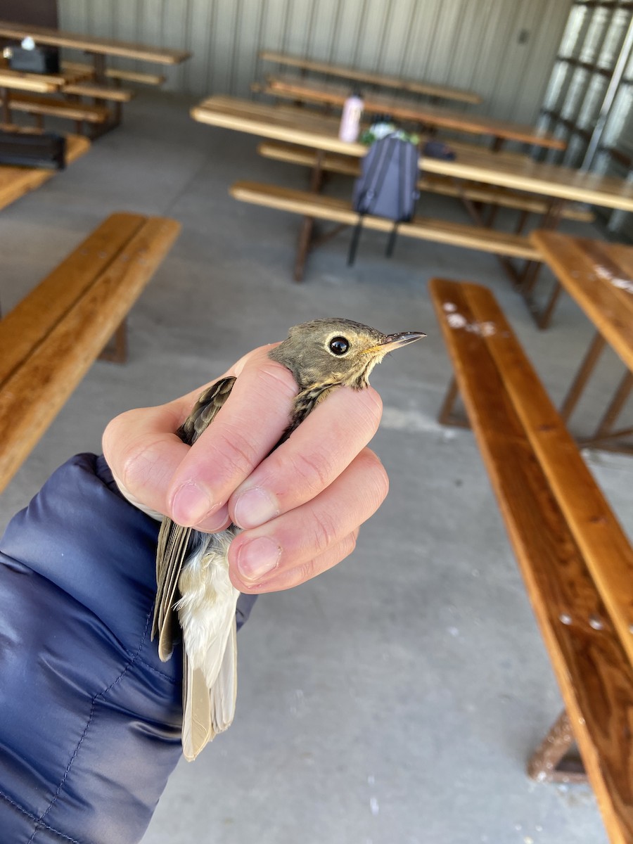 Swainson's Thrush - Lucian Davis