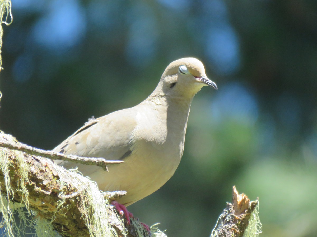 Mourning Dove - ML618840429