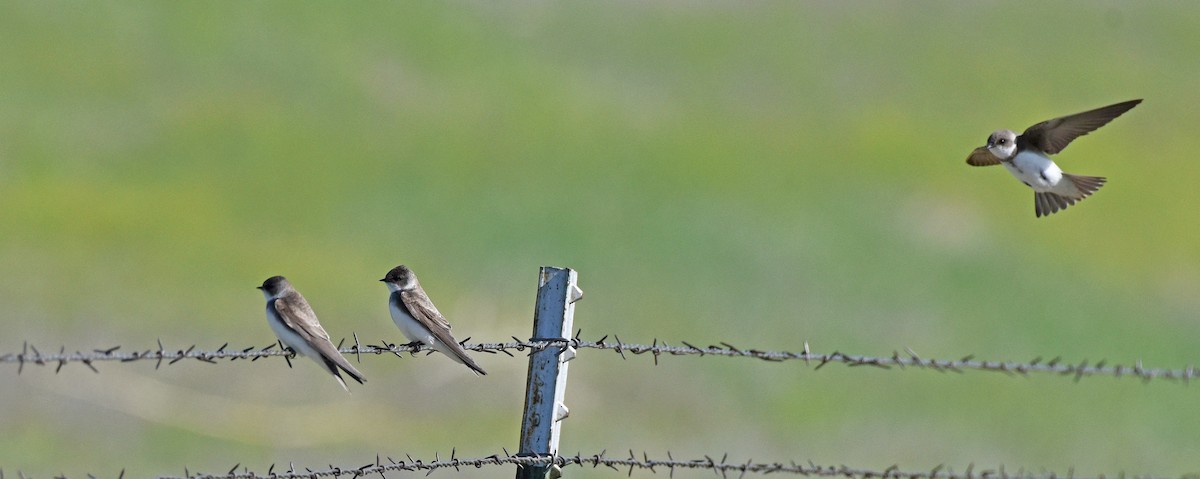 Bank Swallow - Steven Mlodinow