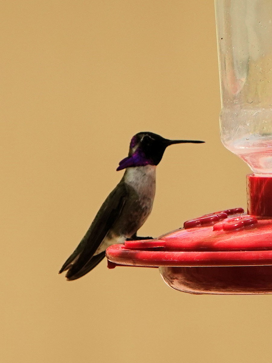 Costa's Hummingbird - ML618840441