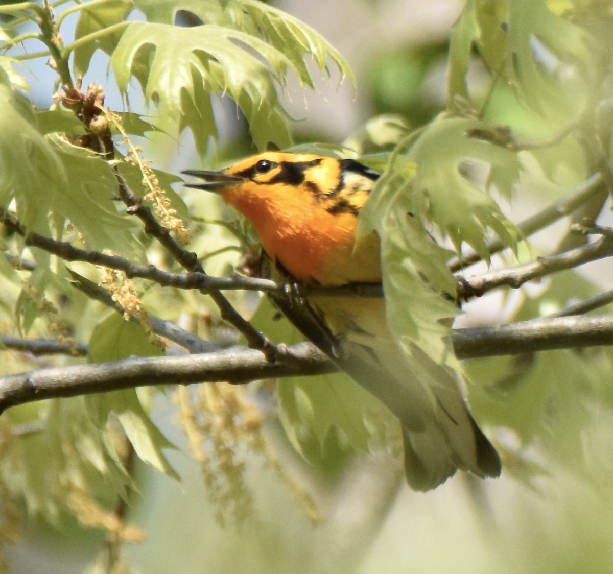 Blackburnian Warbler - Juniper F