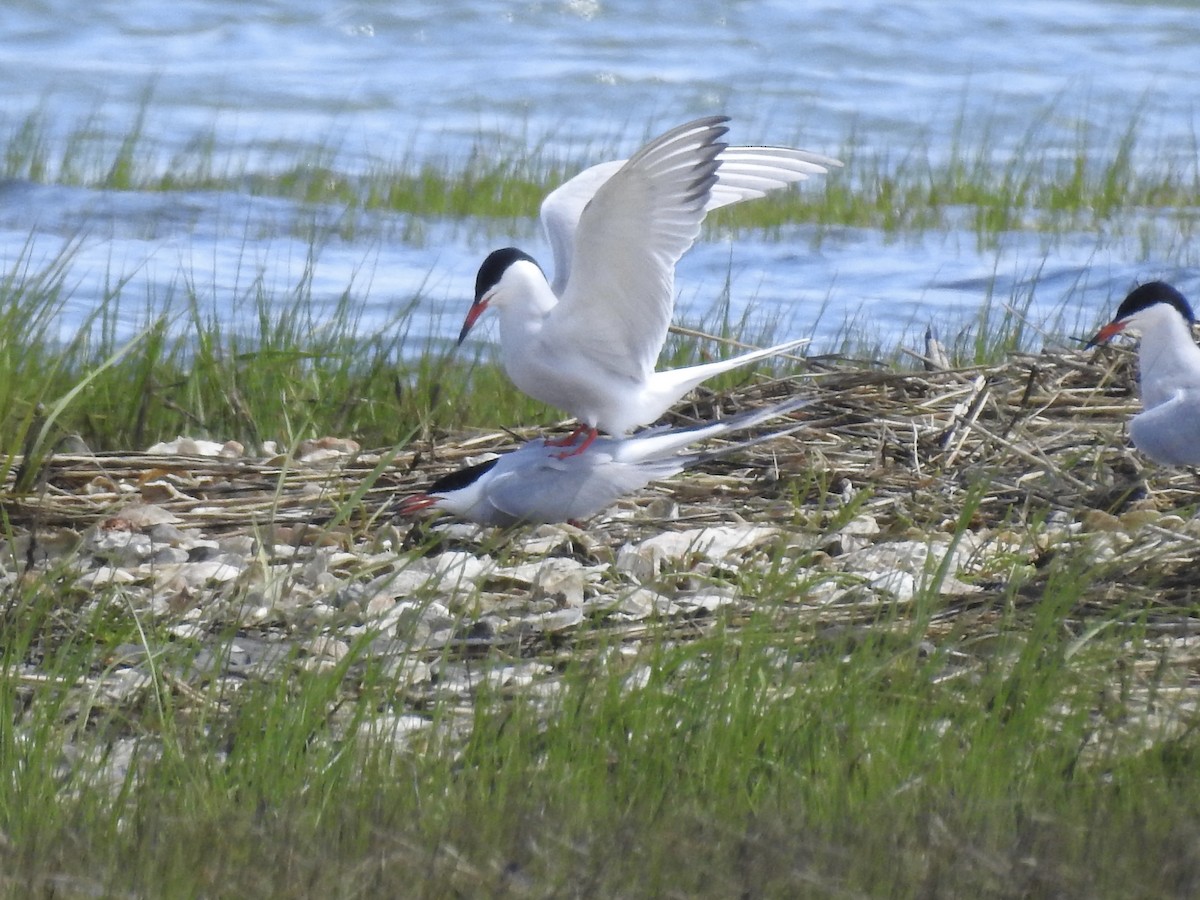 Common Tern - Laura Mae