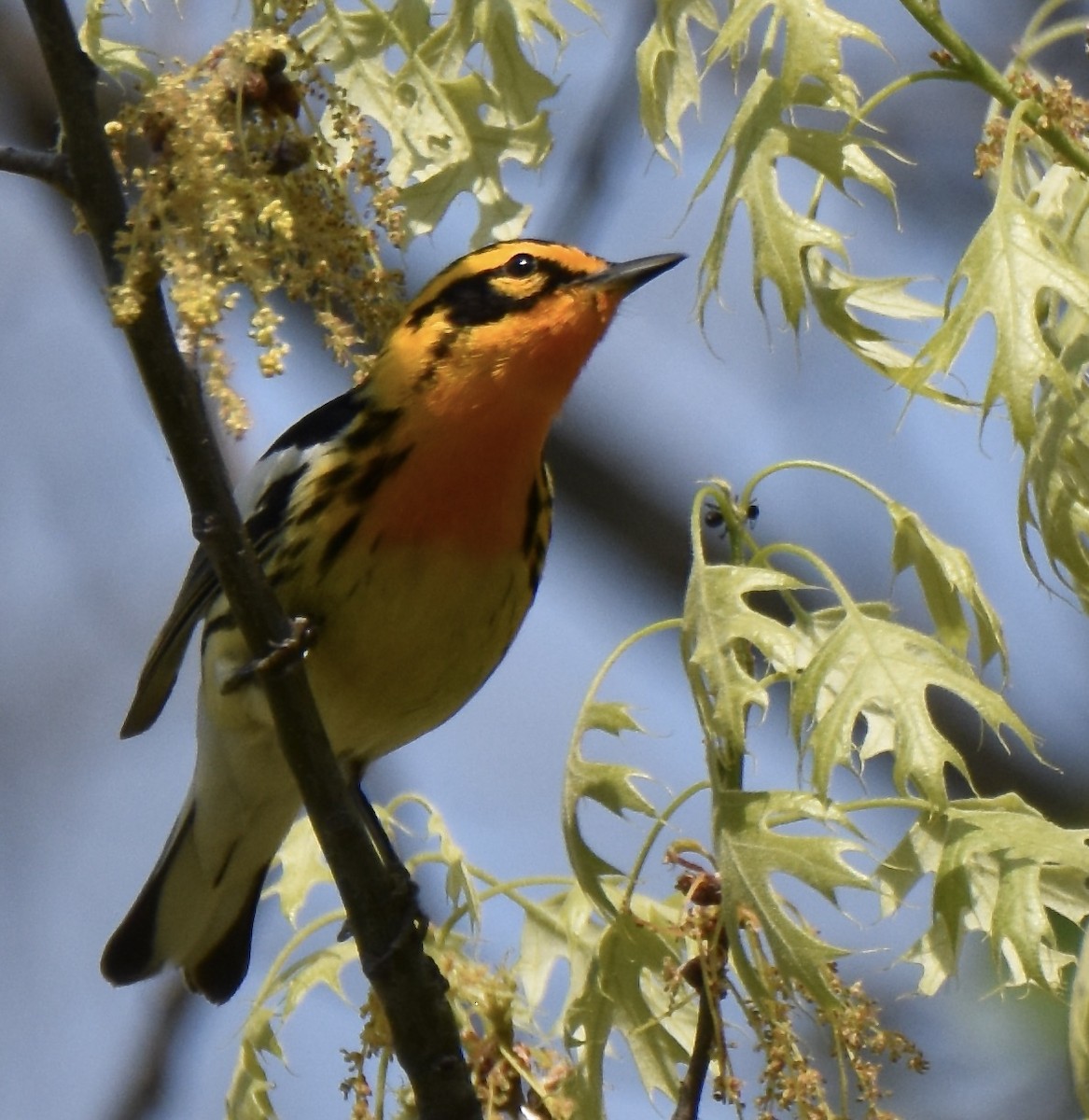 Blackburnian Warbler - Juniper F