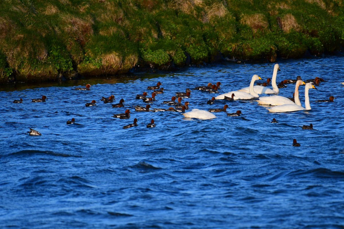 Eurasian Wigeon - Alison Daly