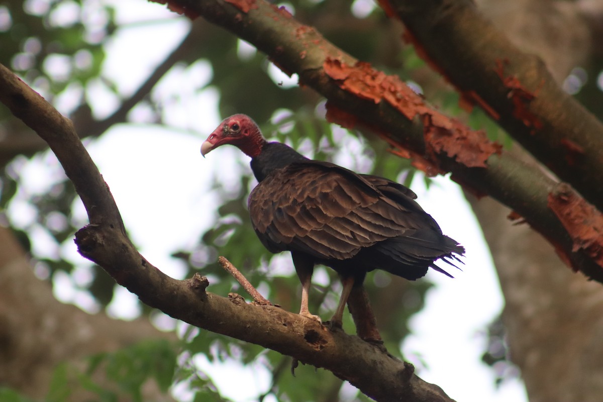 Turkey Vulture - Victor Arturo Ventura Ventura