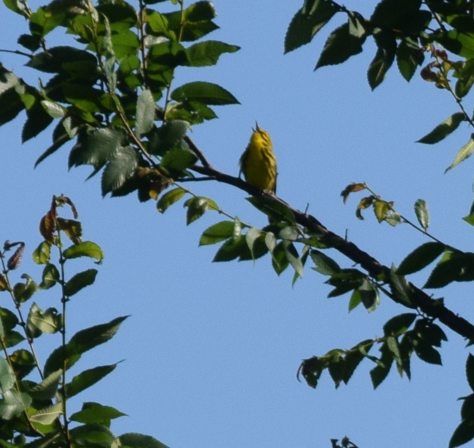 Prairie Warbler - Ryan Wanden