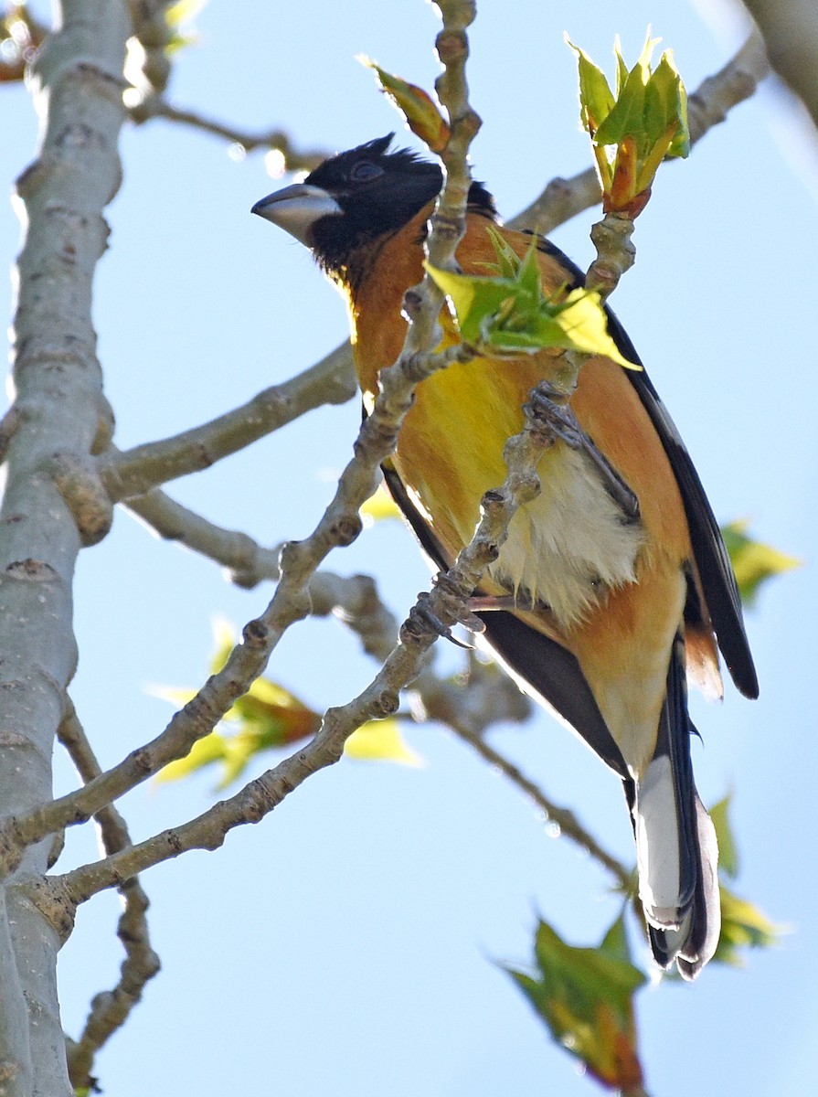 Black-headed Grosbeak - Steven Mlodinow