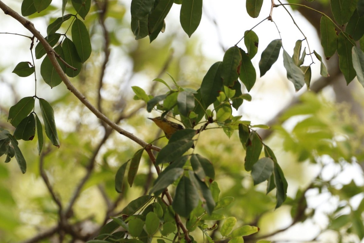 Bay-breasted Warbler - Gerson Ulloa