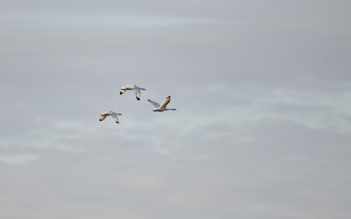 Coscoroba Swan - Camilo Garcia Gonzalez