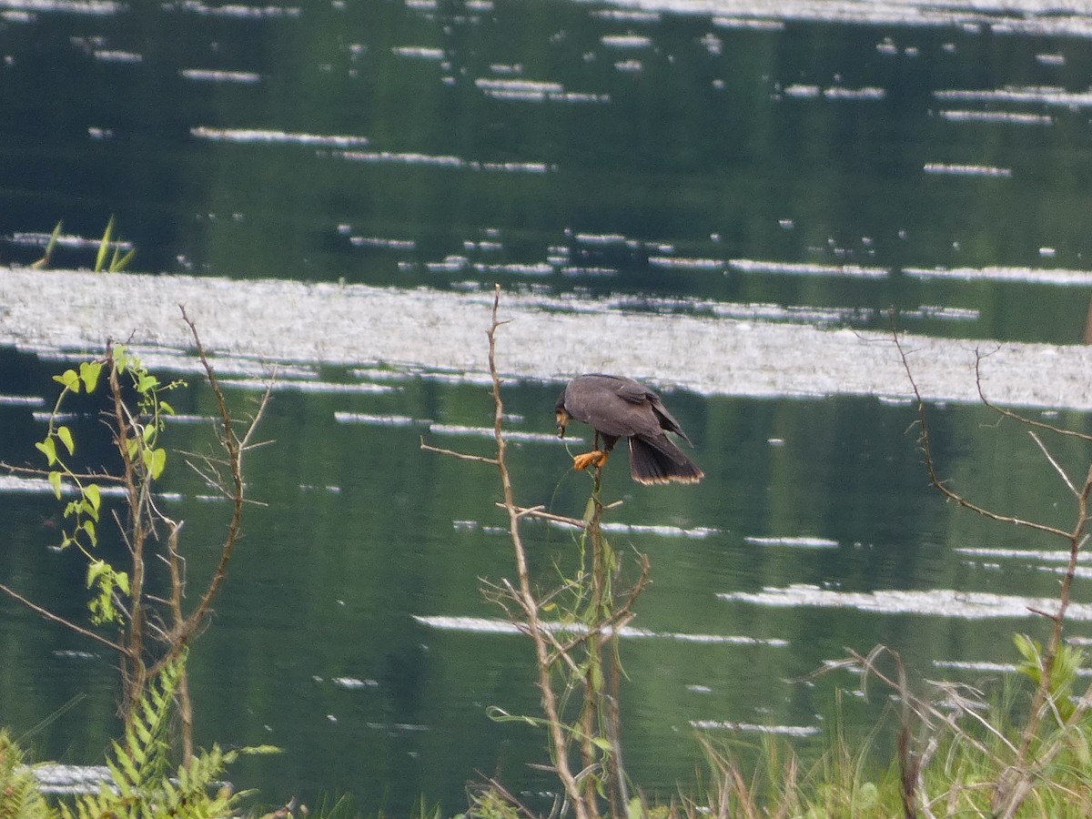 Snail Kite - Larissa  Barrios