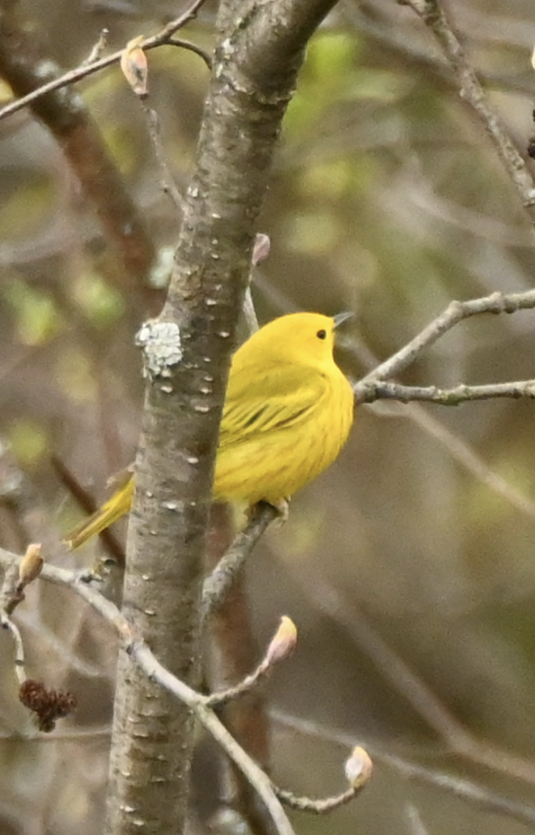 Yellow Warbler - Sylvie Rioux