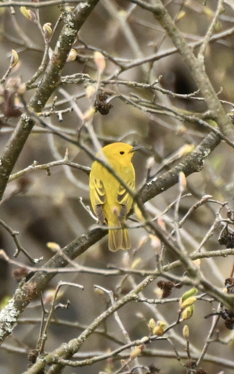 Yellow Warbler - Sylvie Rioux