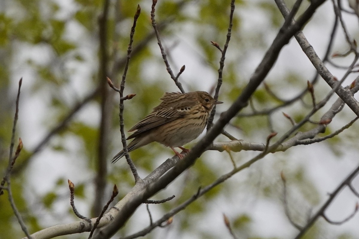 Tree Pipit - Anna Guliaeva