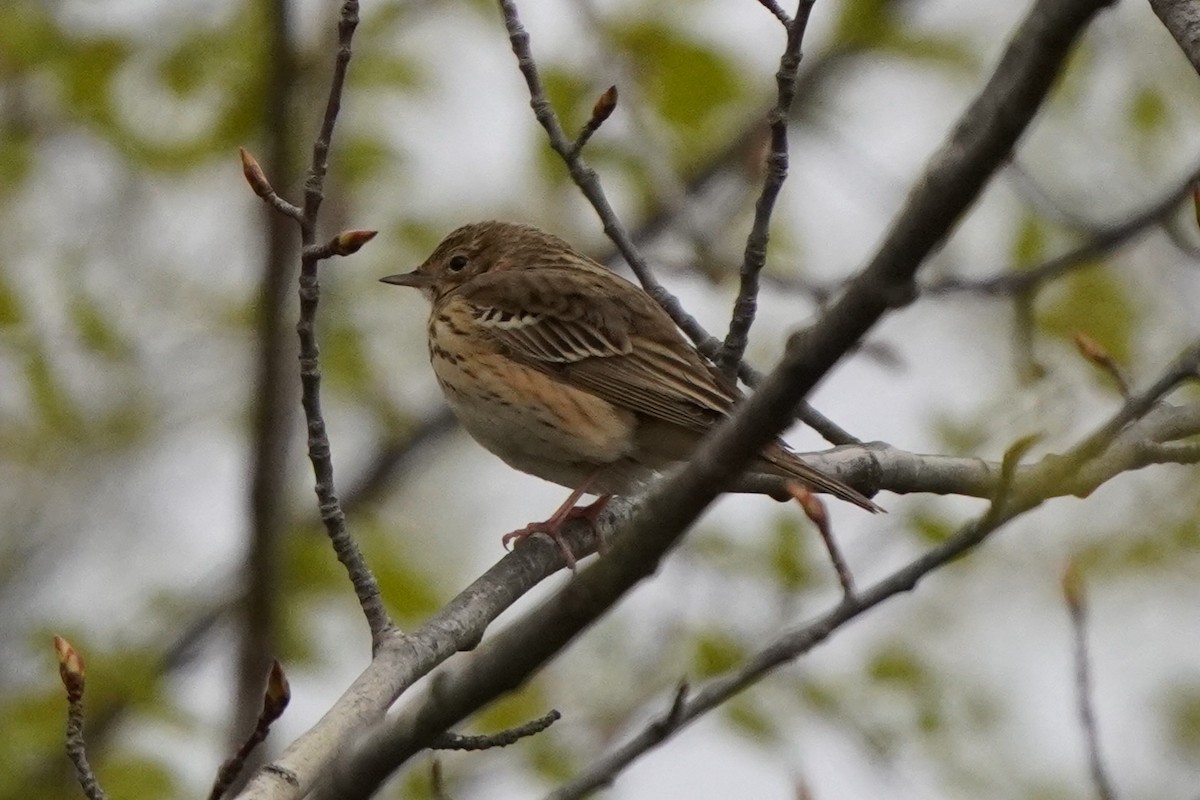 Tree Pipit - Anna Guliaeva