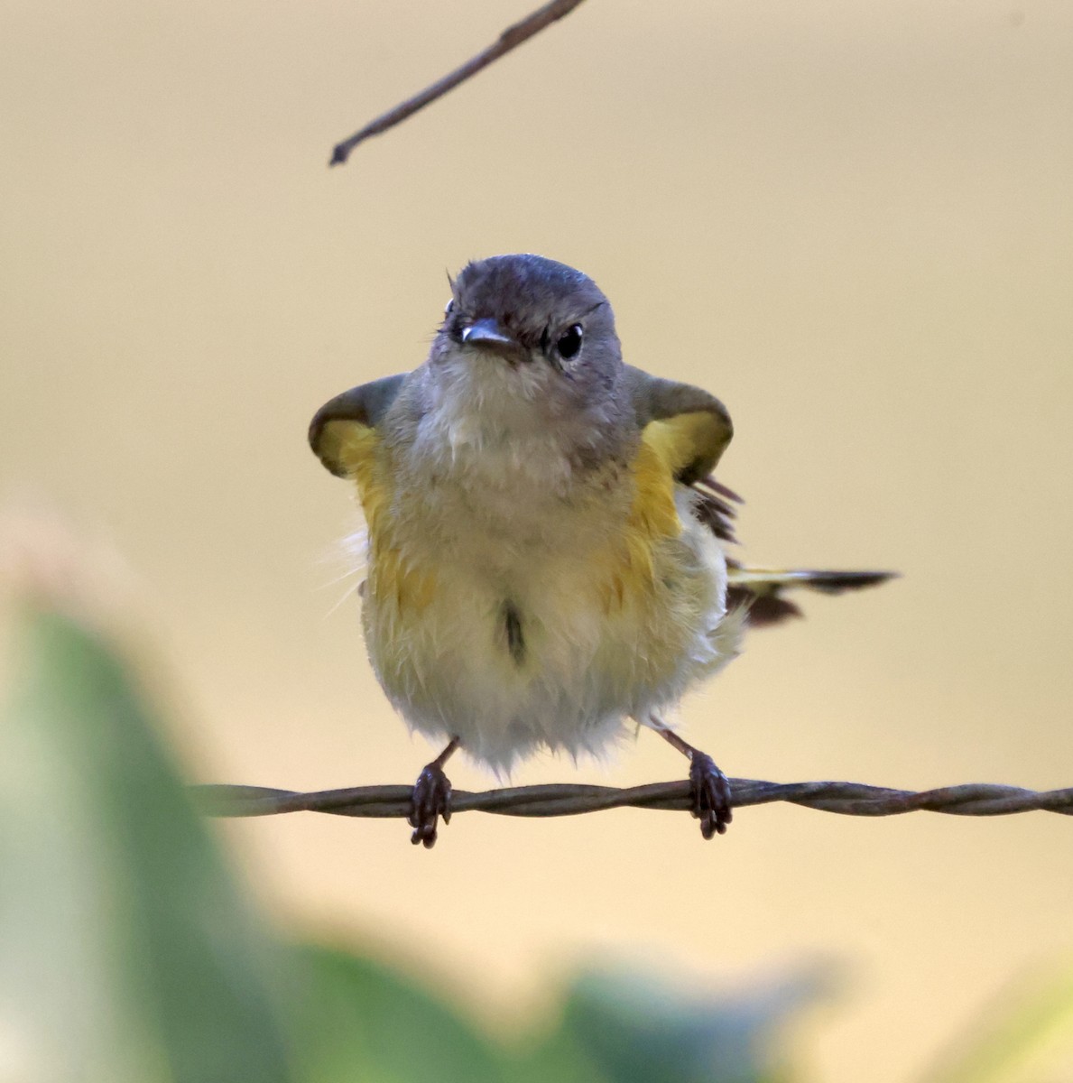 American Redstart - Cheryl Rosenfeld