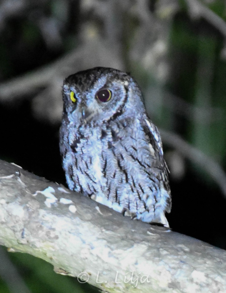 Western Screech-Owl - Lorri Lilja