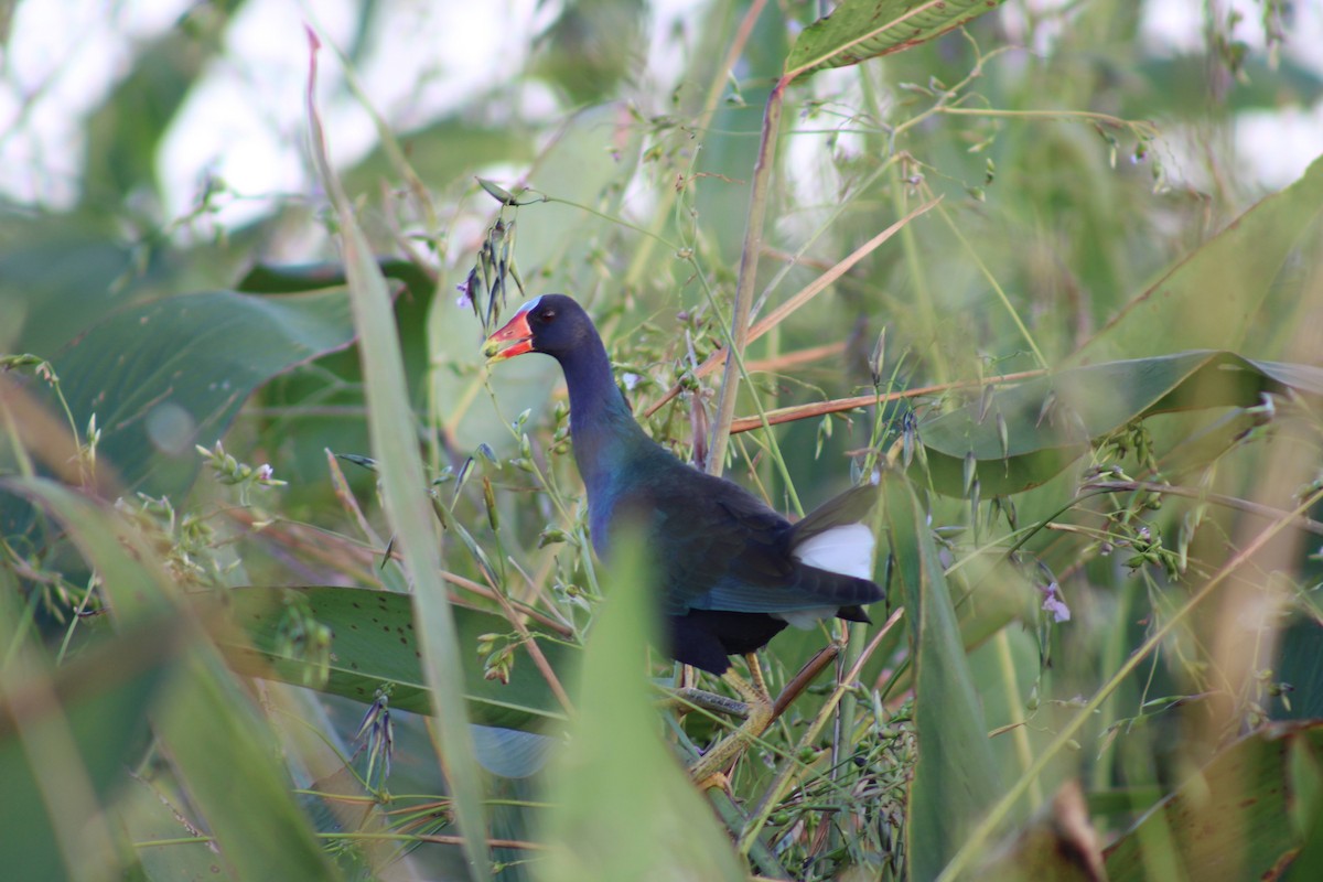 Purple Gallinule - Franziska Riedel