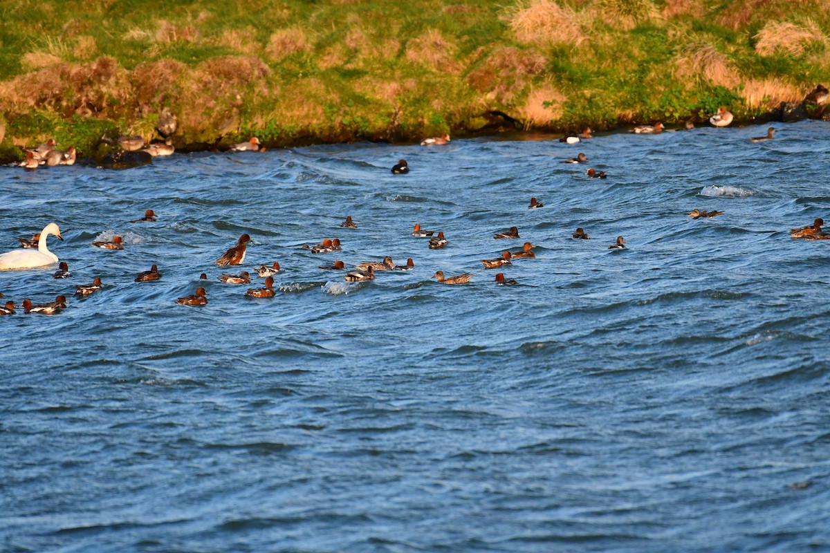 Eurasian Wigeon - Alison Daly